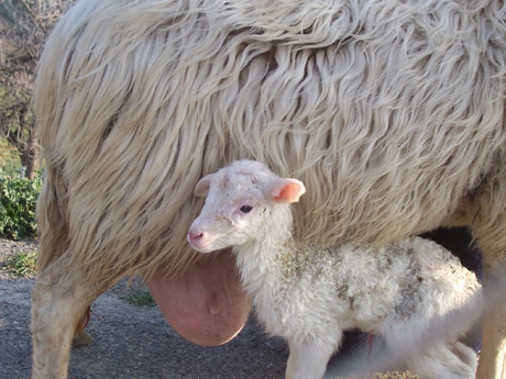 DICHIARAZIONE UNIVERSALE DEI DIRITTI DEGLI ANIMALI E FESTEGGIAMENTI PASQUALI